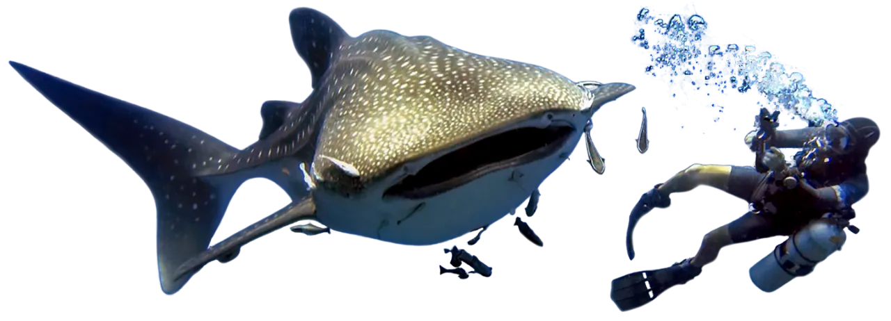Sidemount diving Phuket with Vin and whale shark