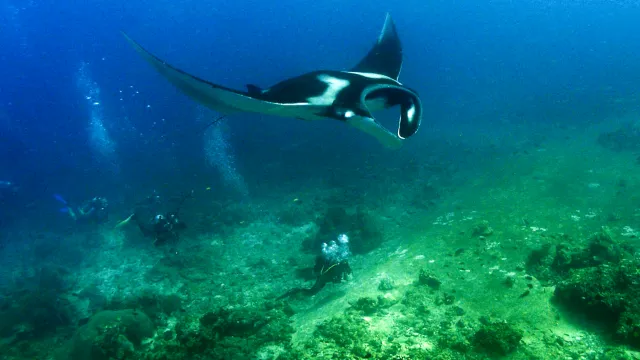 Phuket diving with manta rays