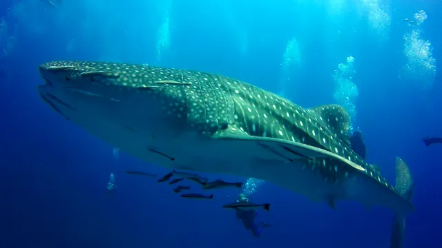 Phuket diving with whale sharks
