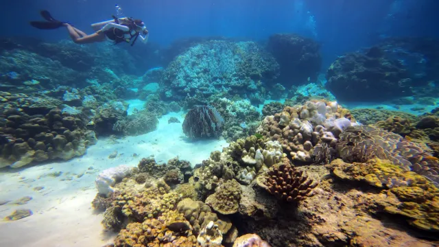 Diving Racha Noi from Phuket during coral recovery August 2024
