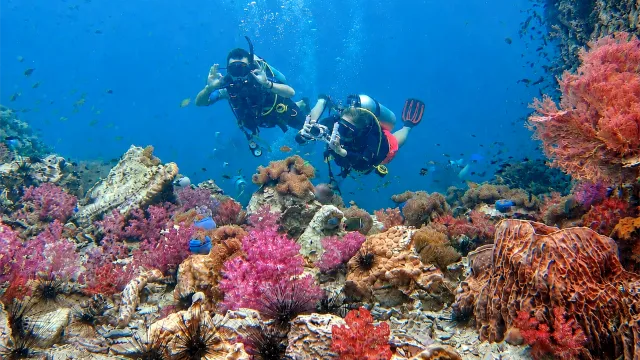 Diving from Phuket on Shark Point's soft coral reefs