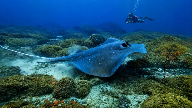 Sidemount diver with mangrove at Racha Noi