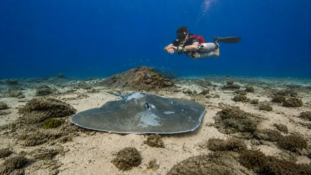 Tech diver with jenkins stingray at Racha Noi