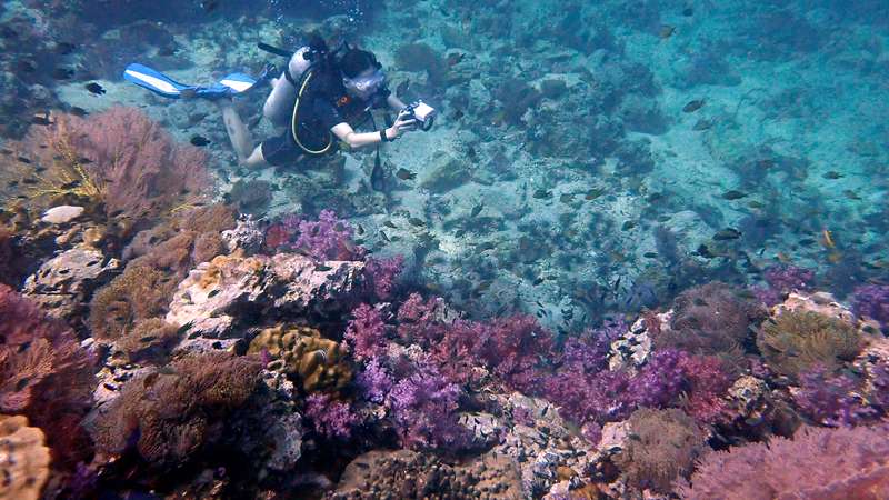 One of the best dive sites in Phuket: Shark Point