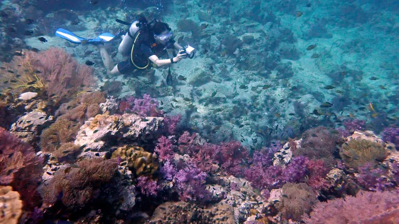 Best Phuket sites Shark Point