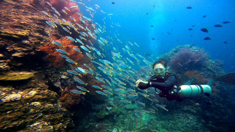 Diving Koh Doc Mai from Phuket