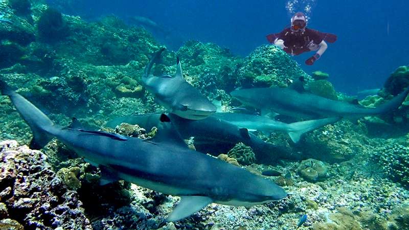 Diving the Koh Phi Phi Islands from Phuket