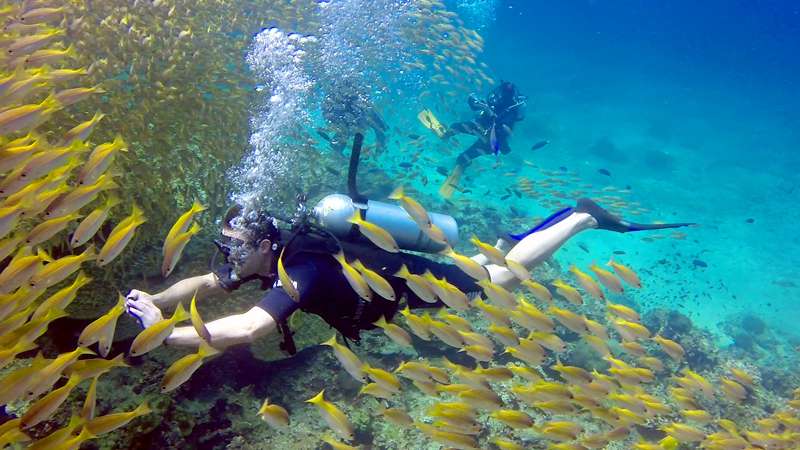 Diving the Koh Phi Phi Islands from Phuket