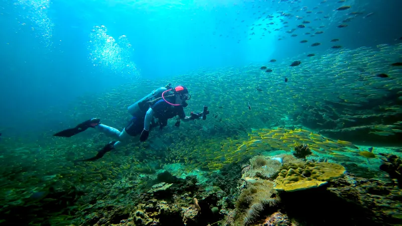 Diving the Koh Phi Phi Islands from Phuket