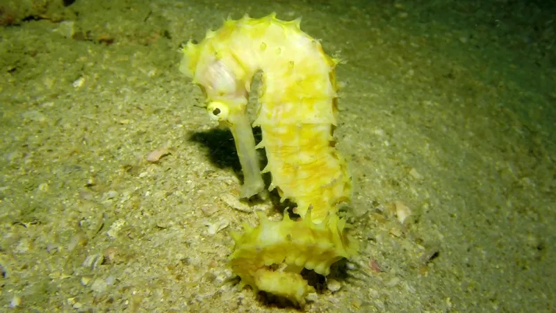 Phuket diving projects - iSeahorse