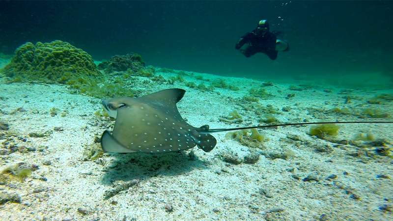 Diving the Racha Islands from Phuket