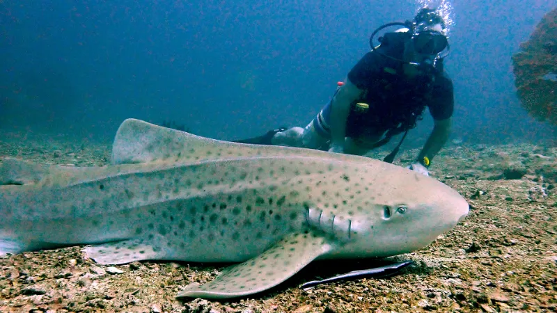 Diving Shark Point from Phuket