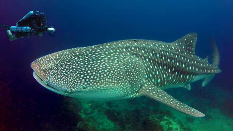 Tec diving from Phuket with Vin Moy: A Tec 50 dive