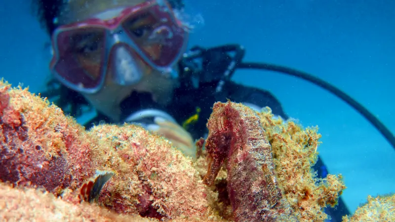 Phuket seahorse scuba diving specialty course