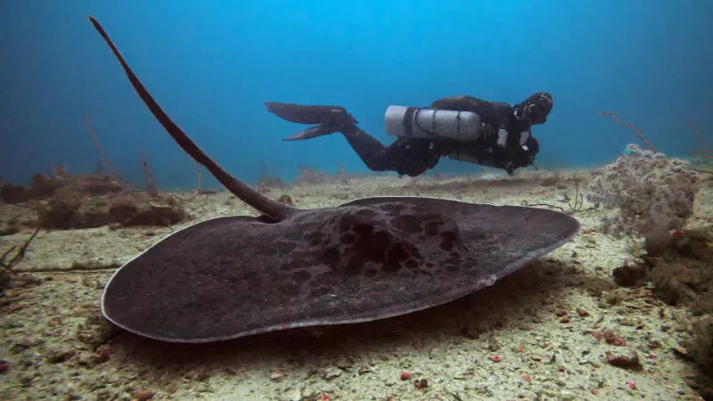 Technical Sidemount Diving Course Phuket